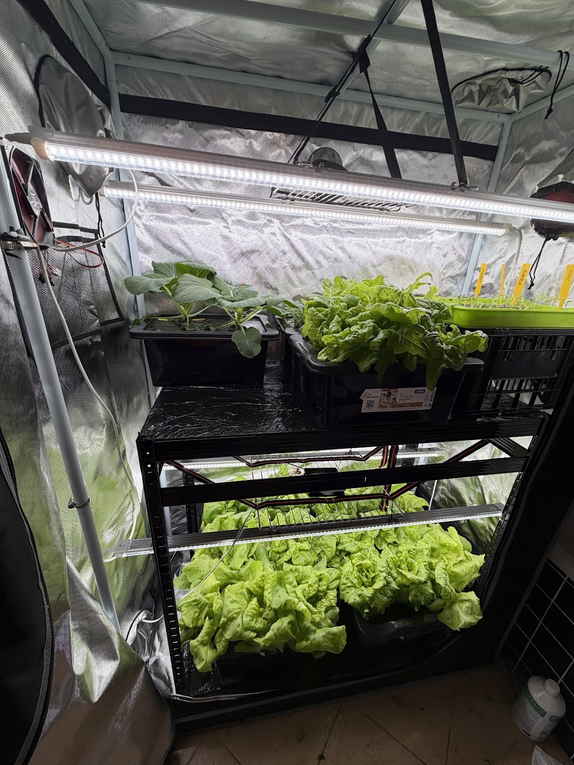 Small-scale Kratky hydroponic setup with nutrient solution reservoir and growing plants