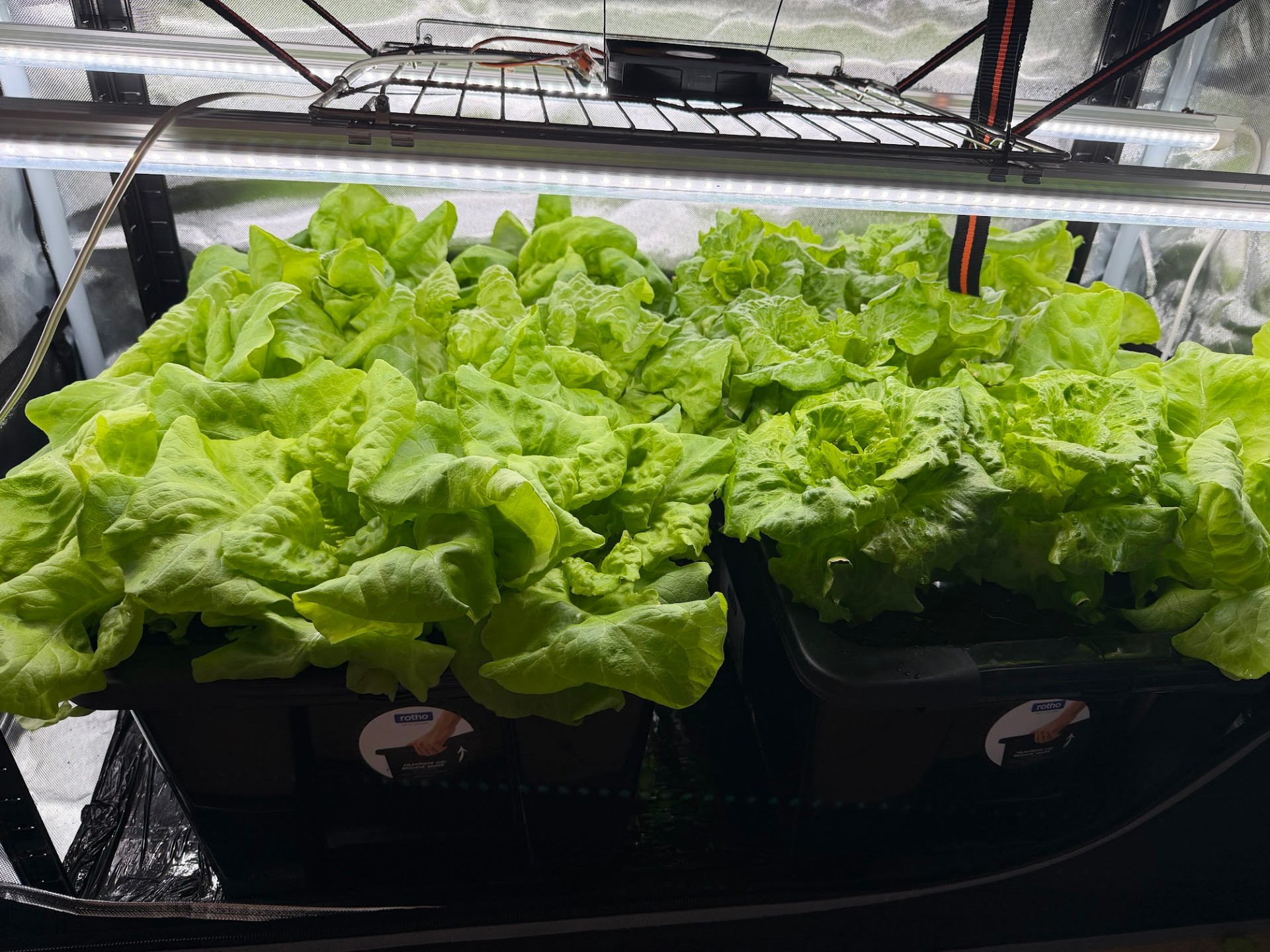 Close-up of Romaine lettuce growing in a Kratky hydroponic system